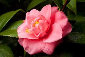 Camellia at Bayou Bend Photograph in memory of Mary Gardner